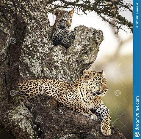 Beautiful Leopards Lying On A Tree Stock Image Image Of African