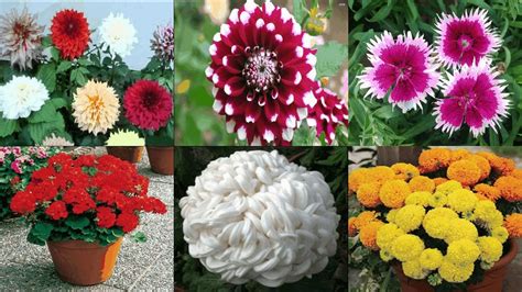 All Season Flowers Name 15 Flowering Plants With Large Blossoms The