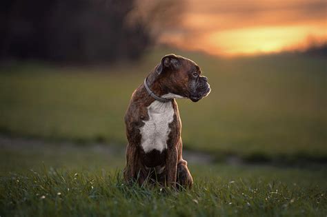 Boxer Dog Enjoy The Sunset 1 Photograph By Tamas Szarka Fine Art America