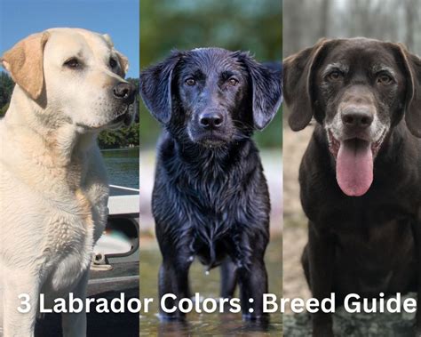 3 Labrador Colors And 3 Rare Lab Retriever Colors Dog Breed Info