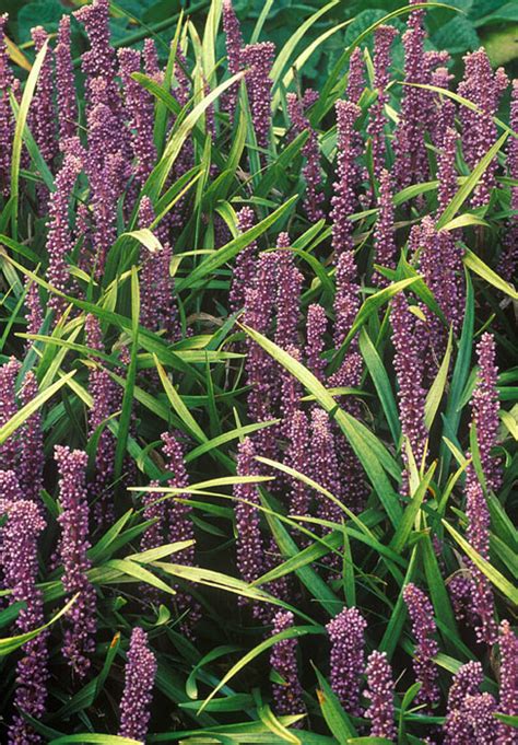 Buy Big Blue Lily Turf Liriope Muscari Delivery By Waitrose Garden In