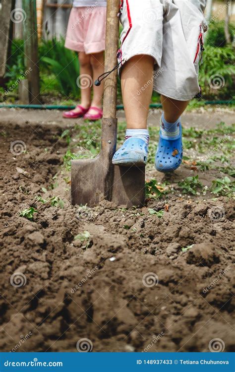 Man Digging In Vegetable Garden Stock Image 15828523