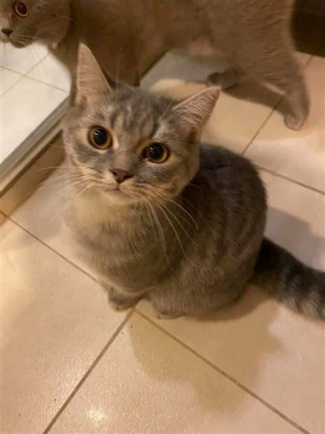 Well, they're certainly different in some respects but not as. British Shorthair Mix Persia - 81021+ Nama Untuk Kucing ...