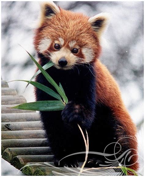 Mod The Sims Red Panda Small Dog