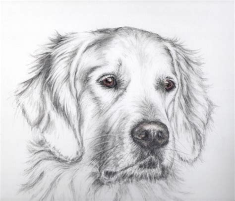 Dog Portrait Of Bruno A Golden Retriever Golden Retriever Drawing