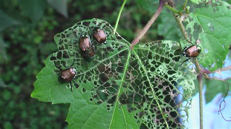 How To Get Rid Of Japanese Beetles The Tree Center™