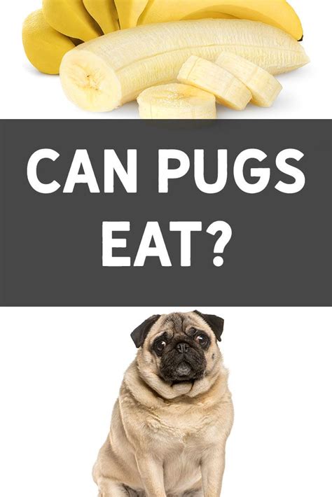 A Pug Sitting Next To A Bunch Of Bananas With The Caption Can Pugs Eat