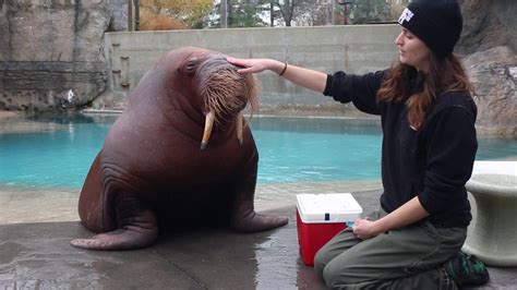 Marine Animal Trainer Has An Amazing Relationship With Her Walrus
