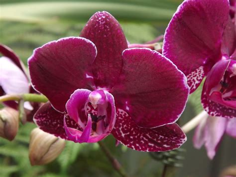 My Orchids Journal Phalaenopsis Orchids In Flower