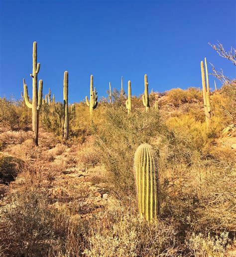 Desert Cactus Photograph By Jerry Abbott Fine Art America