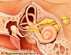 How the ear hears