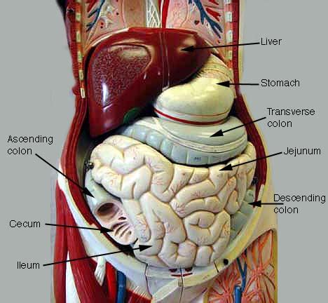 Muscular system anatomy:muscles of the anterior abdominal wall torso model description. Index of /anatomy/images/Digestive