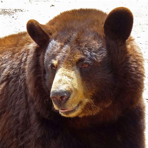 Honey 1996 2016 North American Bear Centernorth American Bear Center