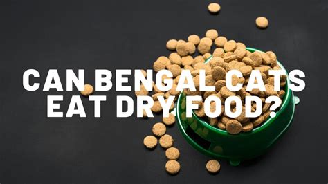 Cute little kittens eating dry food for kittens a brown tabby cat eating a bowl of dry food photography g215 thinkstock 4 kitten eating dry cat food. Can Bengal Cats Eat Dry Food? - Authentic Bengal Cats