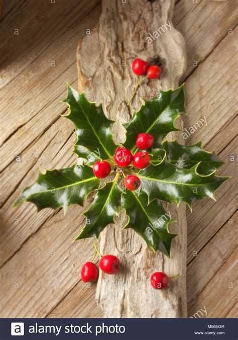 Sprigs Of Holly Hi Res Stock Photography And Images Alamy