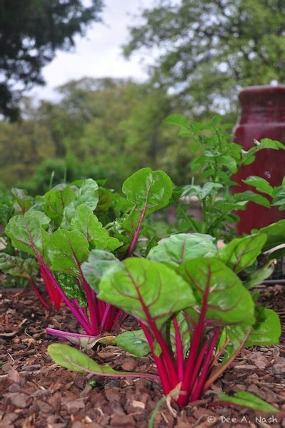 My Oklahoma Fall Vegetable Garden Red Dirt Ramblings®