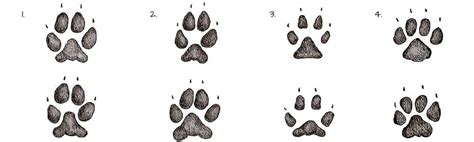 36 Most Common Animal Tracks Animal Tracks Coyote