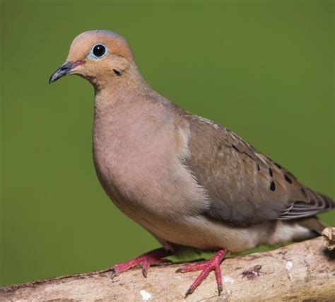 Bird Feature: Mourning Dove - natureswaybirds.com