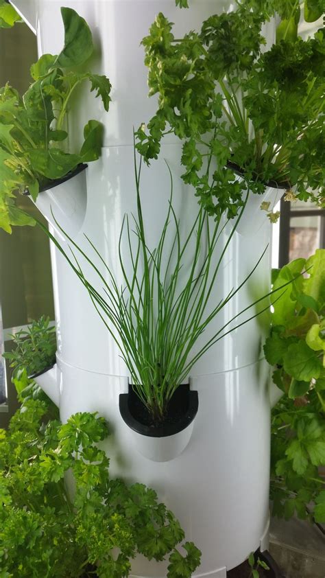 We will tell you what rules and terms of cleaning you need to follow in order to add fragrant seasoning to your dishes throughout the winter. Tower Garden - Garlic Chives and Leafy Greens - Grown ...