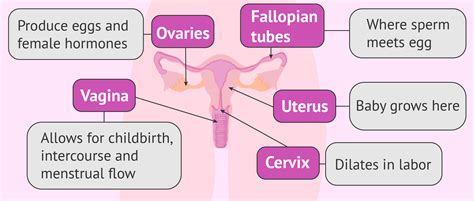 Internal Organs Chart Female Illustration Of Womans Internal Organs Female Reproductive System