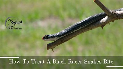Are Black Racer Snakes Poisonous In Pet Care