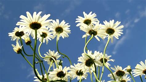 Wallpaper Daisies Flowers Summer Sky Clouds Hd Picture Image