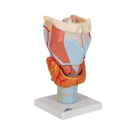 Human Larynx Model Part B Smart Anatomy My Xxx Hot Girl