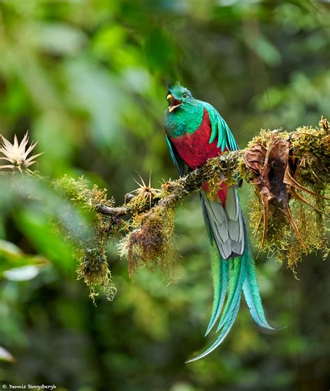 9217 Resplendent Quetzal Pharomachrus Mocinno Costa Rica Dennis