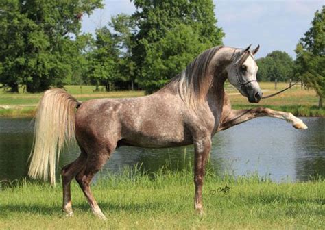 Antara Sobek Rose Grey Arabian Horses Majestic Horse Beautiful Horses
