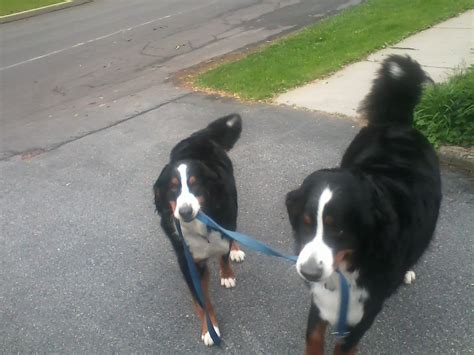 My Two Bernese Mountain Dogs Bailey And Sophie Ready For Their Walk