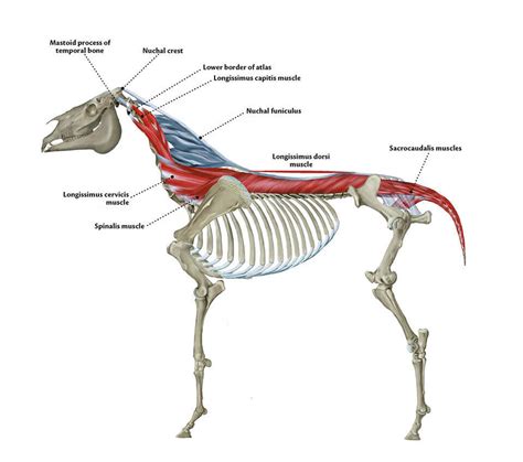 Order Today Horse Anatomy Handbooks Abc Of The Horse
