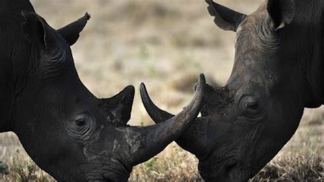 Asian Rhino Horn Mania Drives Extinction The World From Prx