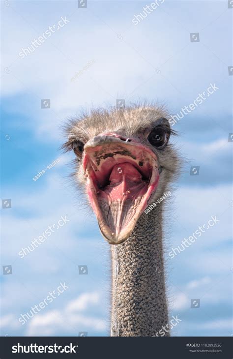 Screaming Ostrich Open Mouth Portrait Selective Stock Photo 1182893926