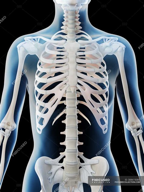 Learn vocabulary, terms and more with flashcards, games and other study tools. Bones Of Female Back : Female Standing With Skeletal Bones Superimposed Rear View Drawing ...