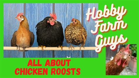 Chicken Roosts Everything You Never Knew You Needed To Know YouTube