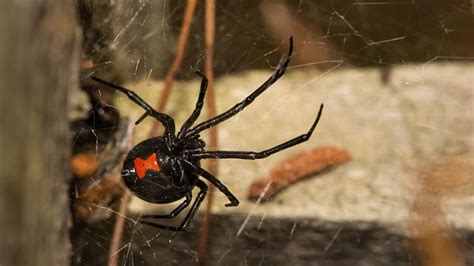 Amazing Design Of Black Widow Web Silk Black Widow Spider Widow