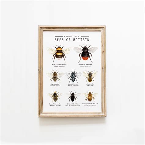 Bees Of Britain Educational Classroom Poster British Bees Etsy Australia Bee Wall Art