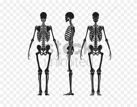 Esqueleto Humano Imagen Vectorial Esqueleto Png Impresionante Libre