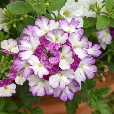 Verbena Firehouse™ Purple Fizz White Flower Farm