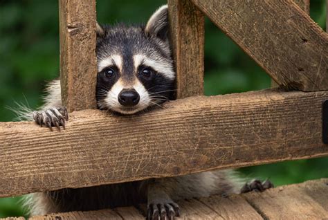 Raccoons Protect Your Pet And His Food Feed Him Indoors