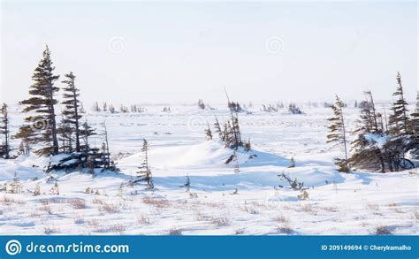 A Winter Tundra Landscape Scene In Northern Canada Stock Photo Image