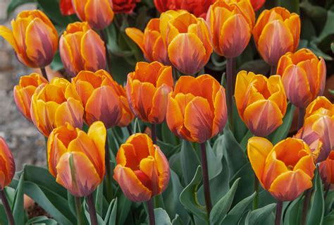 Tulip Plant Care And Growing Guide