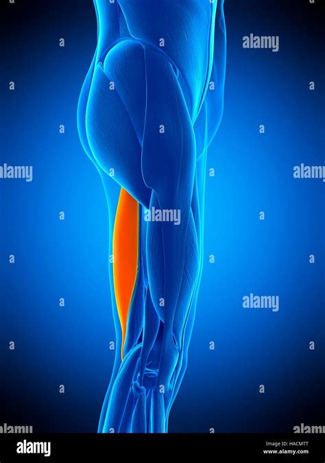 Semitendinosus Muscle High Resolution Stock Photography And Images Alamy