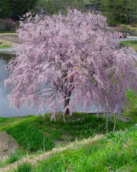 Dwarf flowering cherry tree varieties. Tree Variety |Weeping Cherry Tree How to prune a weeping ...