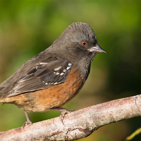 Spotted Towhee | National Geographic