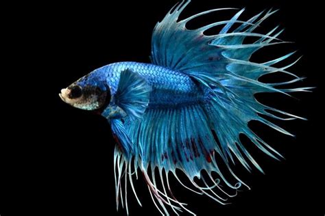 Types Of Betta Fish Names Tail Shape And Color