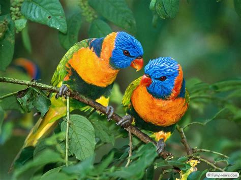 More Exotic Birds Wallpaper Your Title