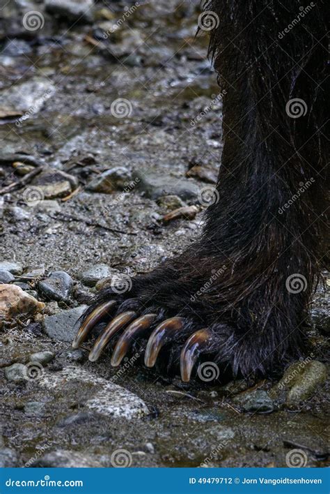 Bear Claw Stock Photo Image Of Creek Claw Grizzly 49479712