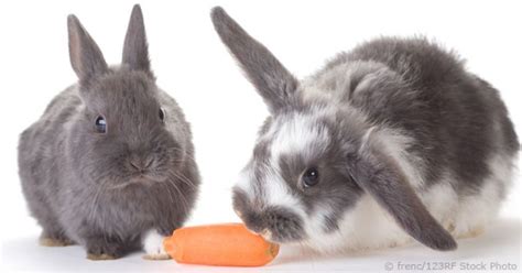 We did not find results for: Feeding Rabbits Vegetables And Fruits