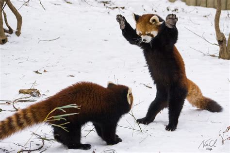 Two Chinese Red Pandas Play In The Snow At The Cincinnati Zoo